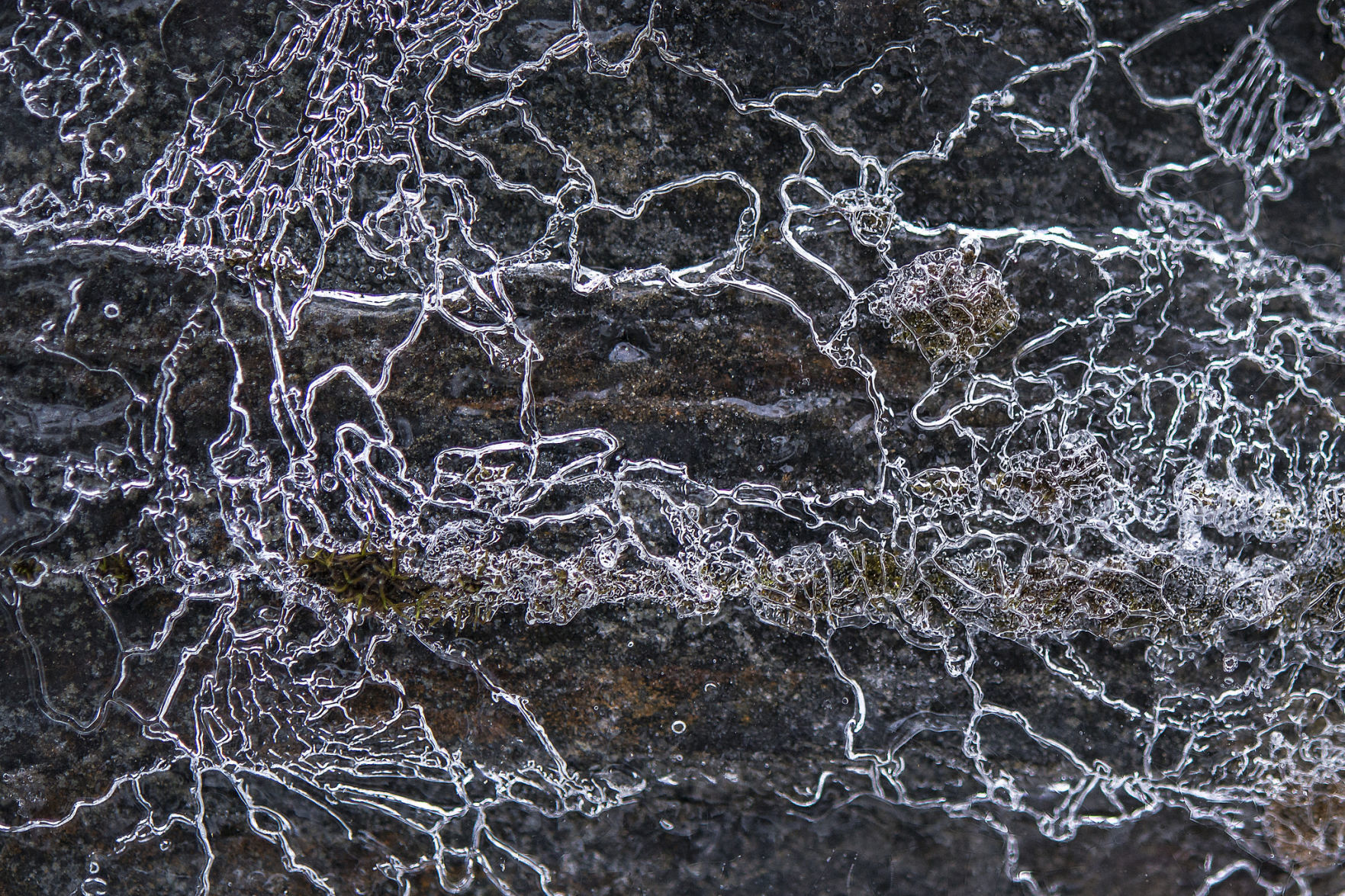 Ice- Spider On The Wall